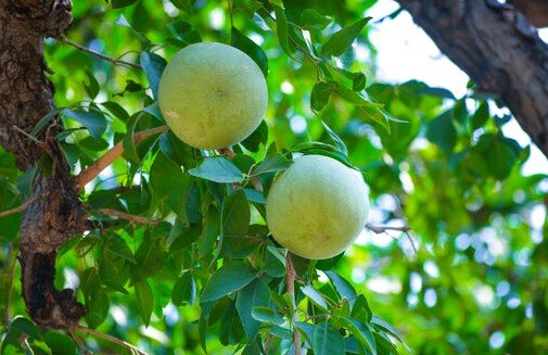 stone apple (bael)