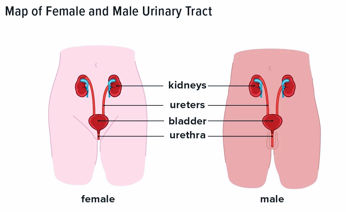 bladder infection