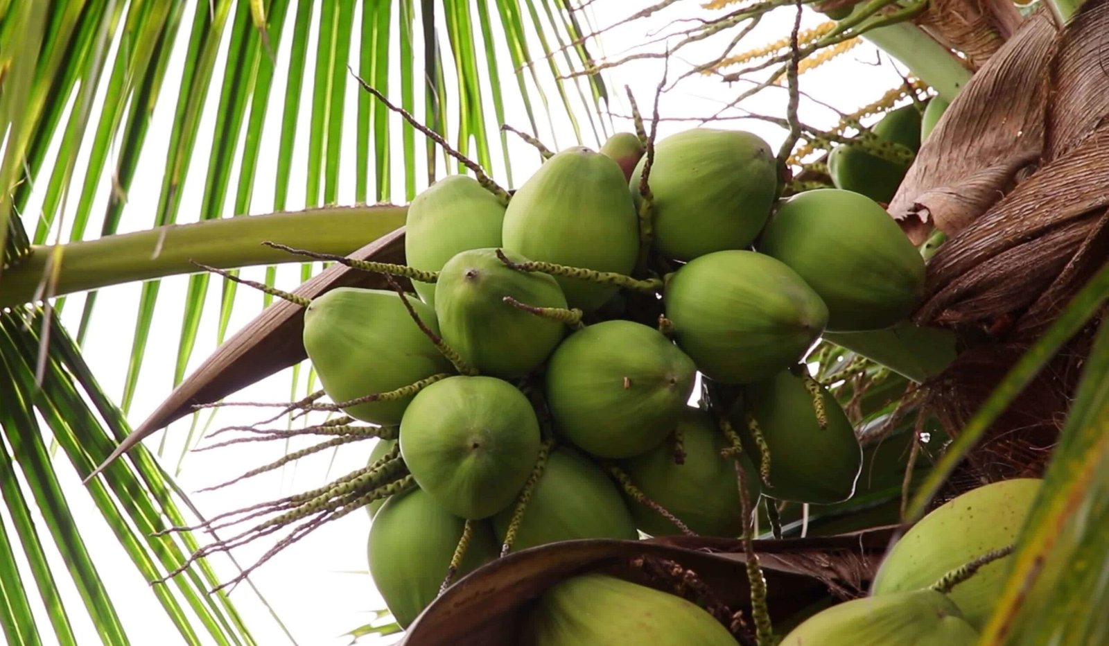 coconut