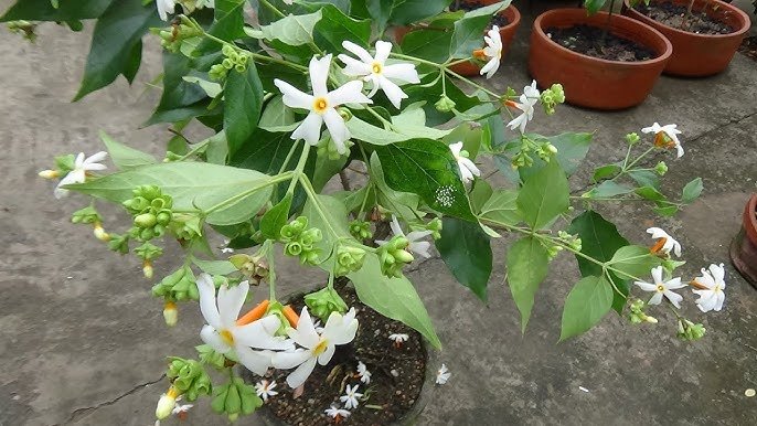 Ganga Siuli