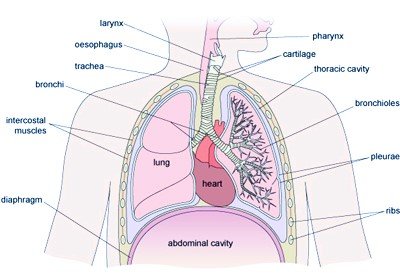 Lower Respiratory Tract