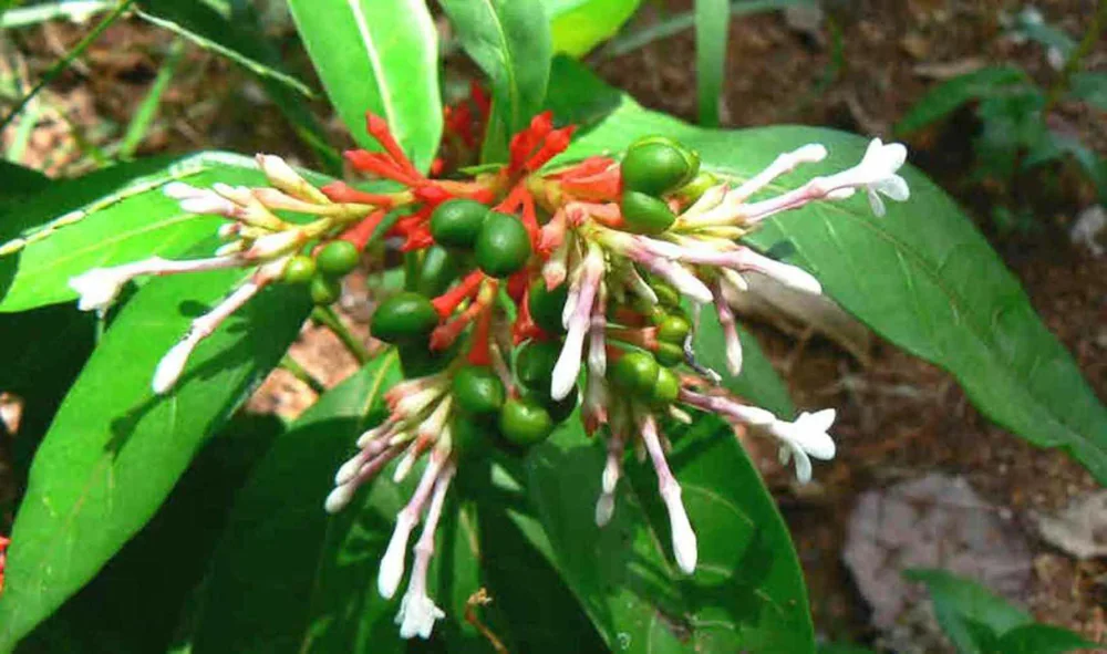Patala Garuda