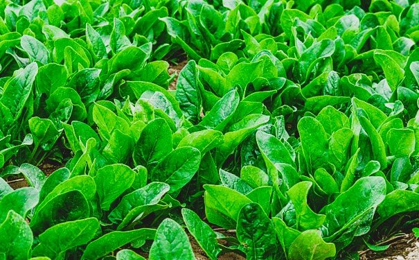 spinach