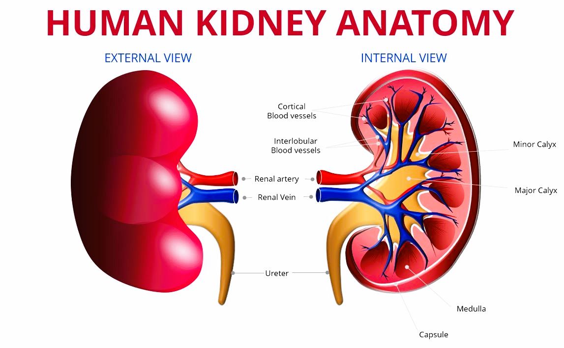 nephrology (kidney)